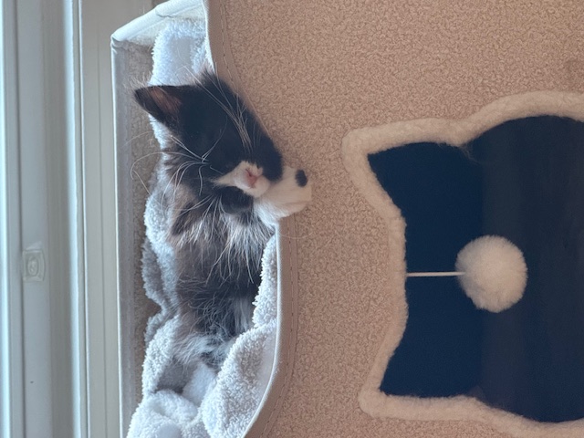 Nap