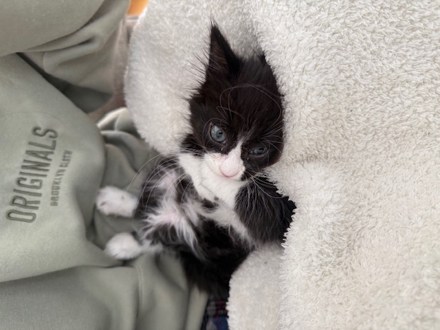Adoption Day